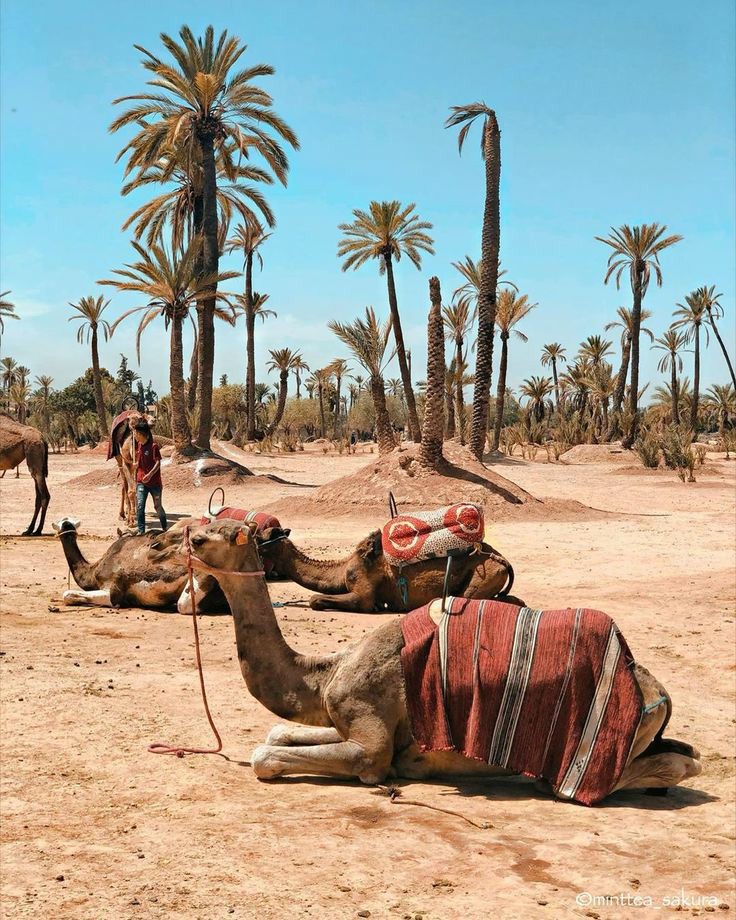 sahara desirt morocco